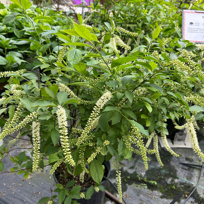 Merlot (Itea) Sweetspire