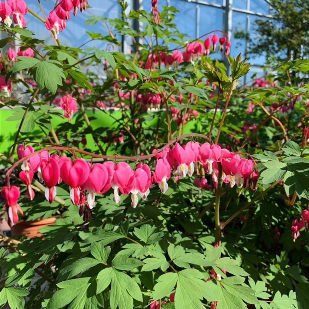 Dicentra spectabilis Bleeding Heart