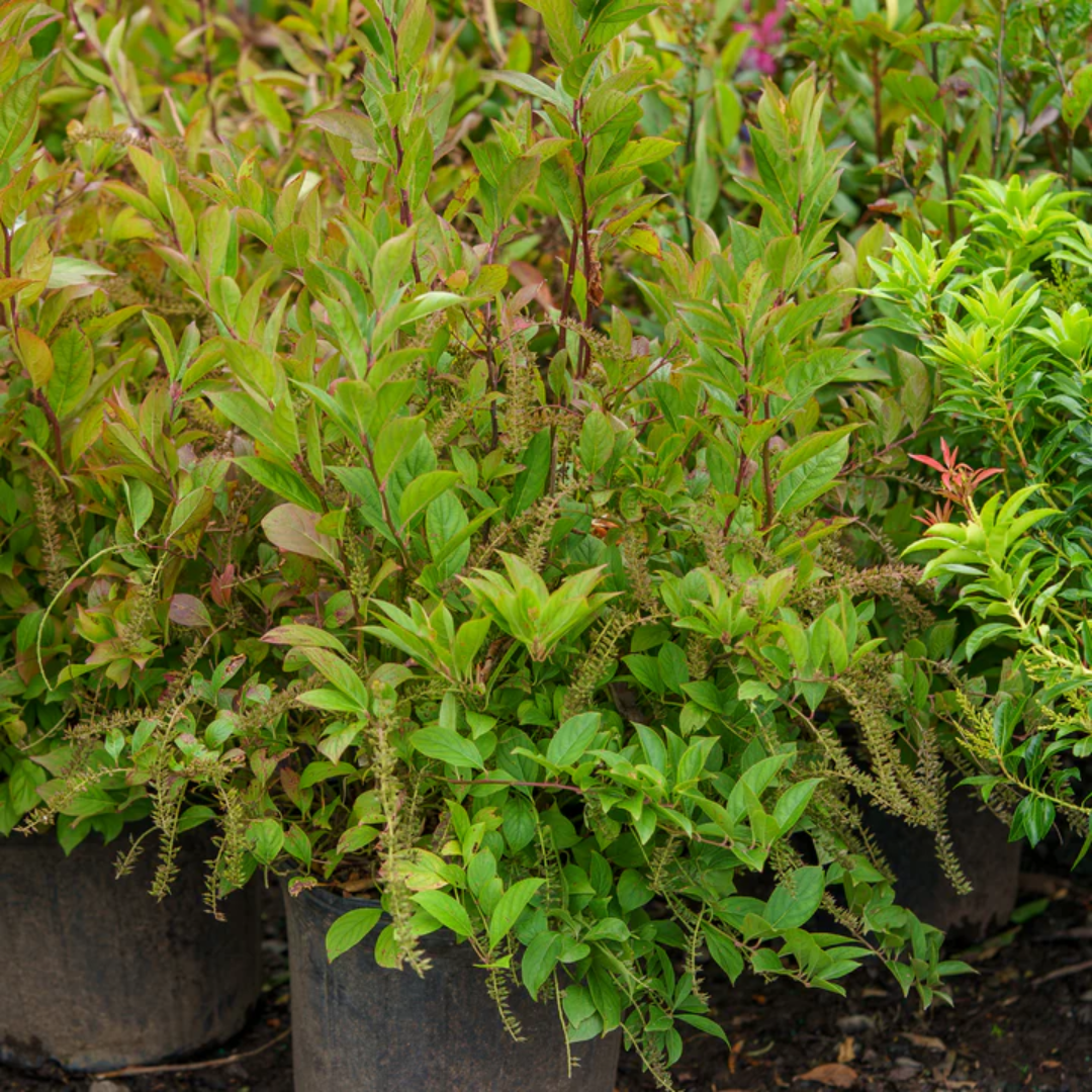 Merlot (Itea) Sweetspire
