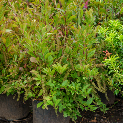 Merlot (Itea) Sweetspire