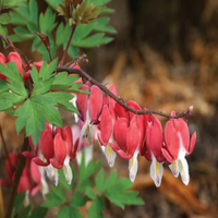 Dicentra spectabilis Bleeding Heart