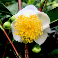 Big Leaf Tea Plant-
