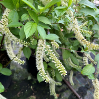 Merlot (Itea) Sweetspire