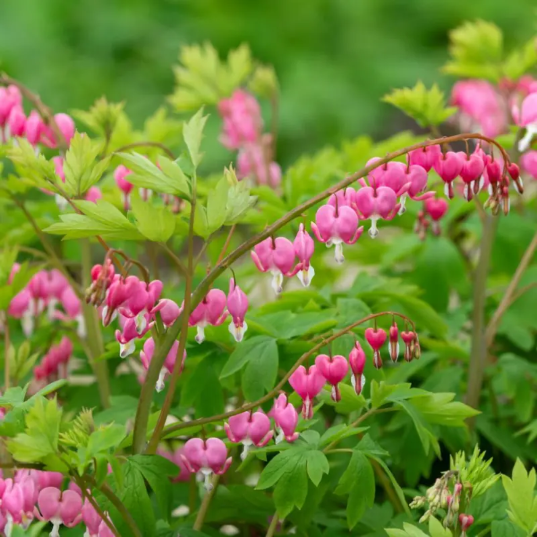 Dicentra spectabilis Bleeding Heart