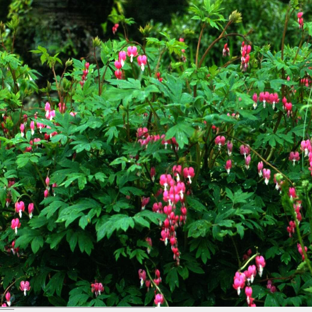 Dicentra spectabilis Bleeding Heart