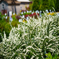 Snowmound' Spirea