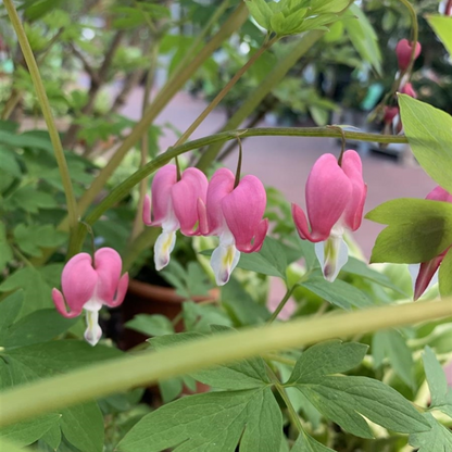Dicentra spectabilis Bleeding Heart