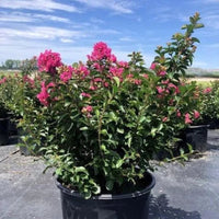 Dwarf Pink Crape Myrtle
