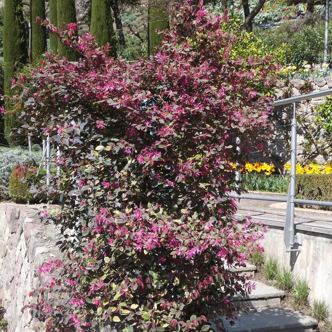 Purple Blooming Loropetalum – Tall Evergreen Shrub