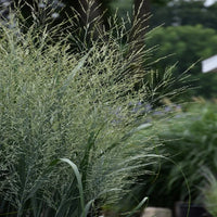 Prairie Winds® 'Totem Pole' Switchgrass (Panicum virgatum) – Ornamental Grass