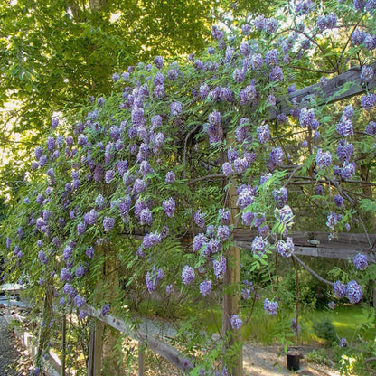 Amethyst Falls wisteria vine with cascading blue-purple fragrant flowers on trellis