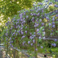 Amethyst Falls wisteria vine with cascading blue-purple fragrant flowers on trellis