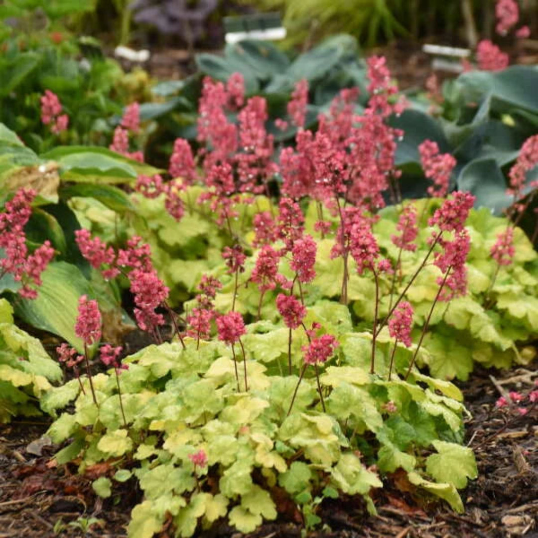 Heuchera &