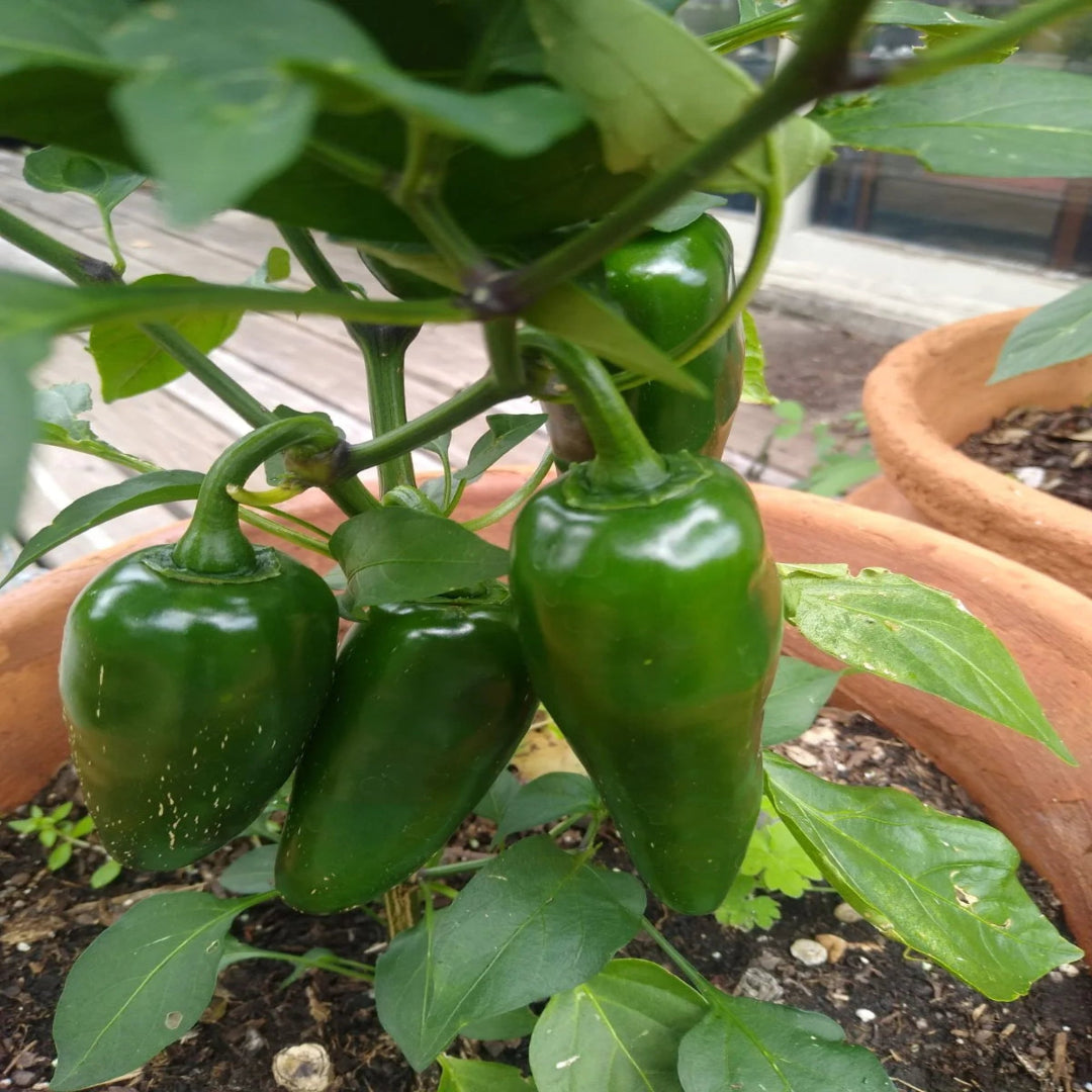 Jalapeño Pepper Plant