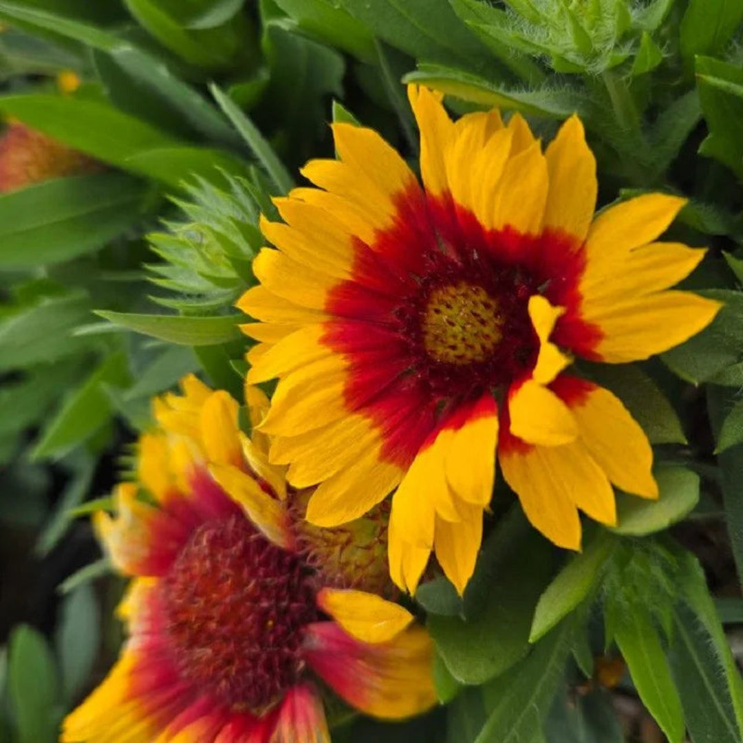 Gaillardia &