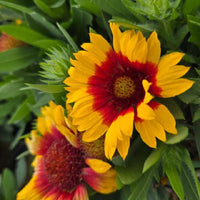 Gaillardia 'SpinTop Red Starburst' Blanket Flower
