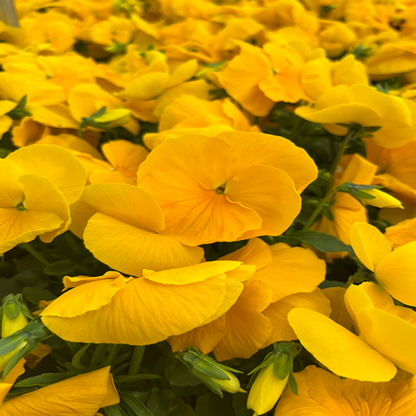 3.5 Inch Pot/18 Count Flat - Pansy Delta