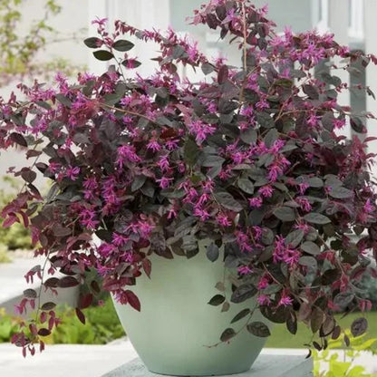 Purple Blooming Loropetalum – Medium Evergreen Shrub
