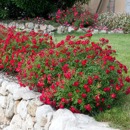 Red Dwarf Rose – Compact Flowering Rose Bush