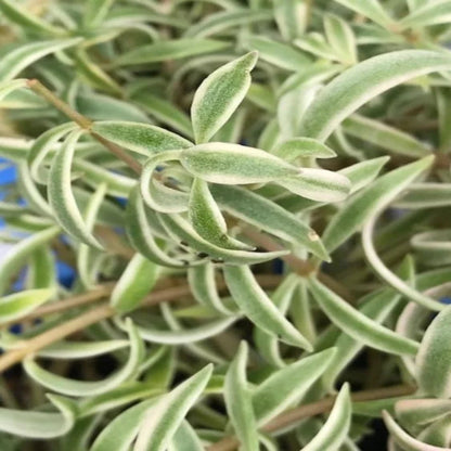 Sedum lineare &