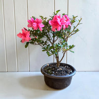 Empress encore azalea bonsai with pink flowers and lush green foliage