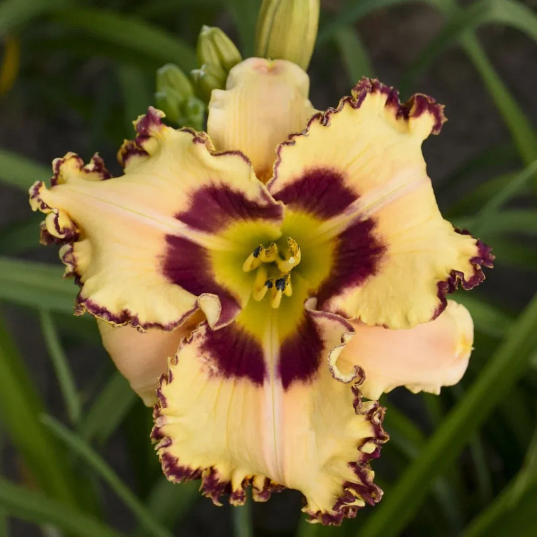 Hemerocallis Rainbow Rhythm &