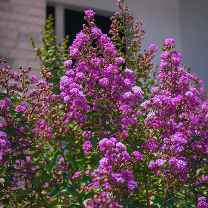 Dwarf Purple Crape Myrtle