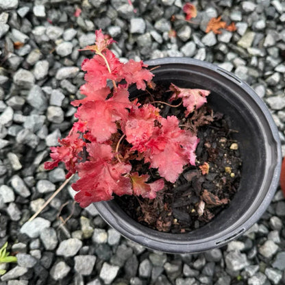Heuchera &