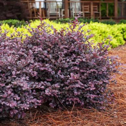 Short Purple Blooming Loropetalum – Medium Evergreen Shrub