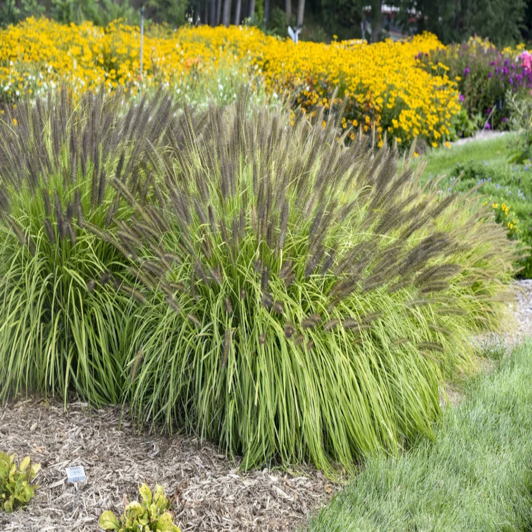 Grass: Pennisetum a. Prairie Winds &