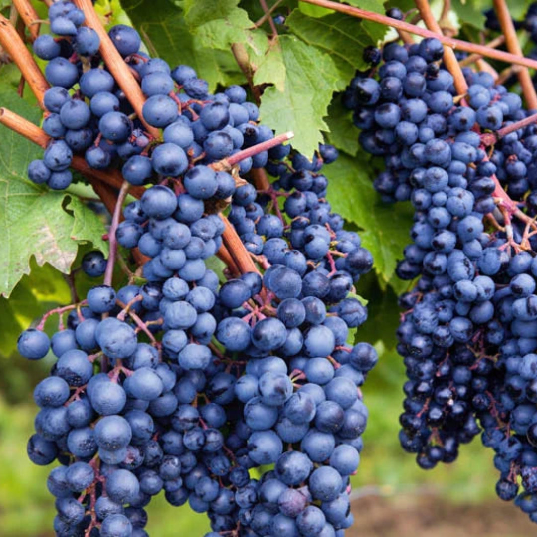 Concord Seedless Grape plant with healthy green foliage ready for planting in home gardens