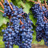 Concord Seedless Grape plant with healthy green foliage ready for planting in home gardens