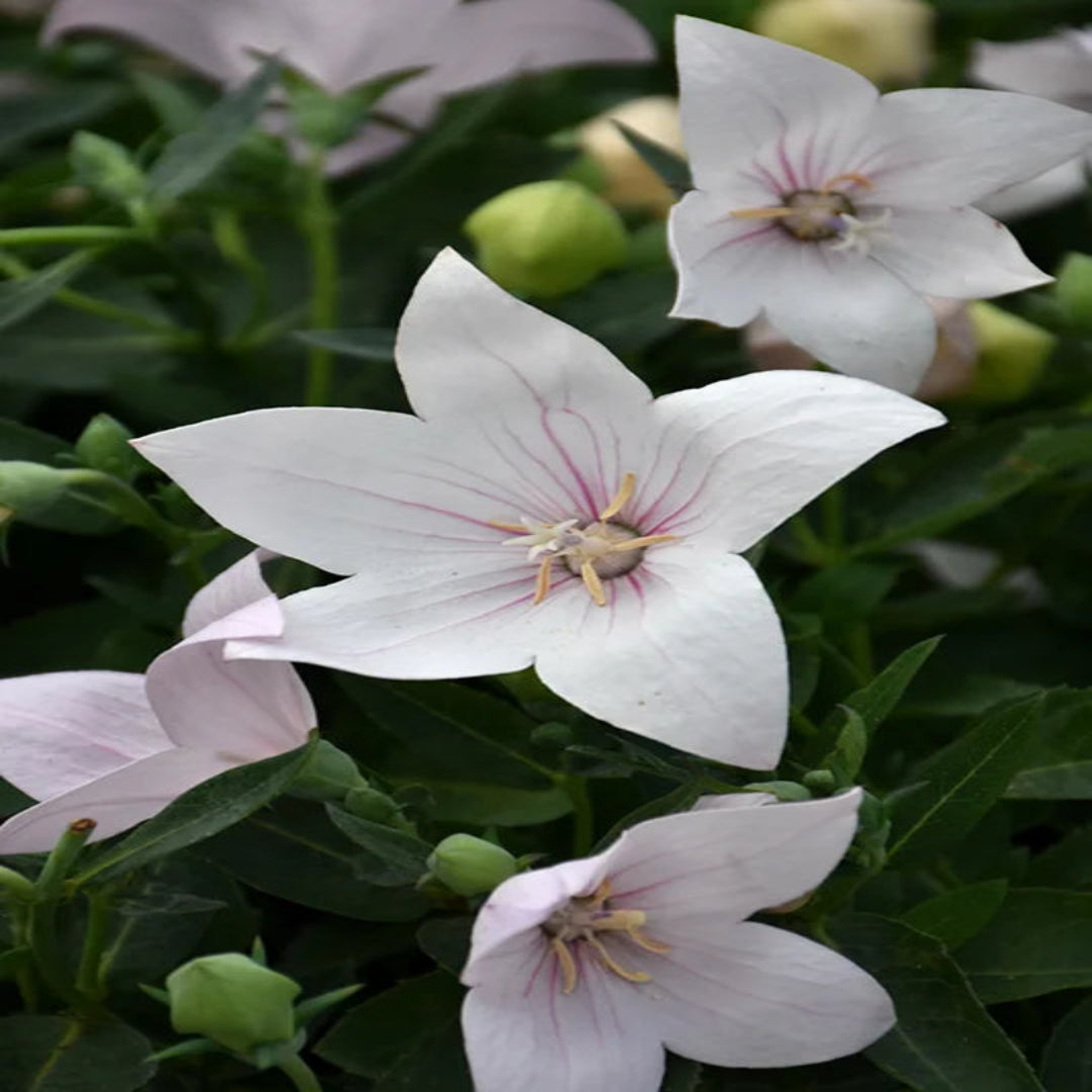 Platycodon grandiflorus &