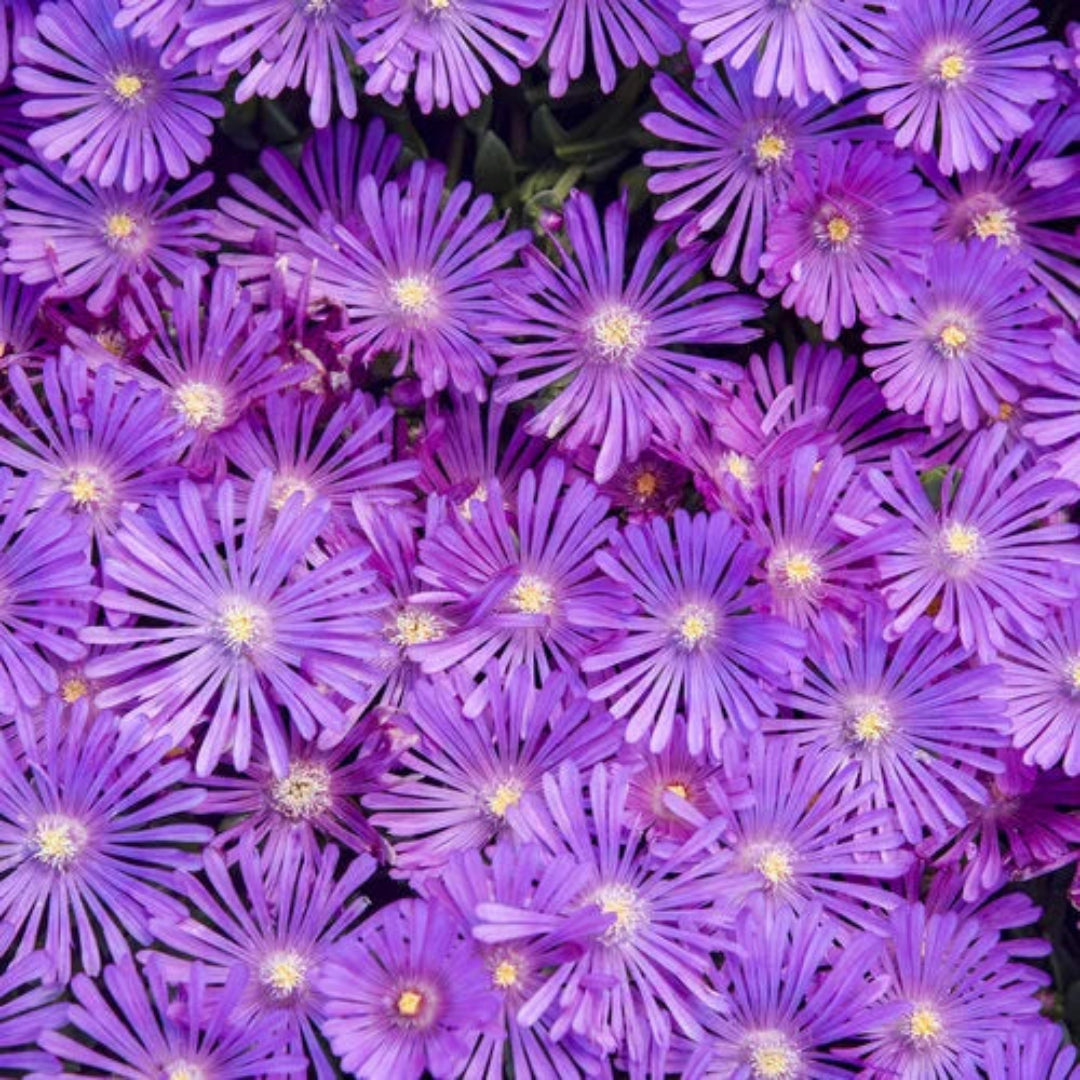 Delosperma &