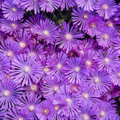 Delosperma &