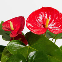 Red flamingo lily plant with glossy green heart shaped leaves