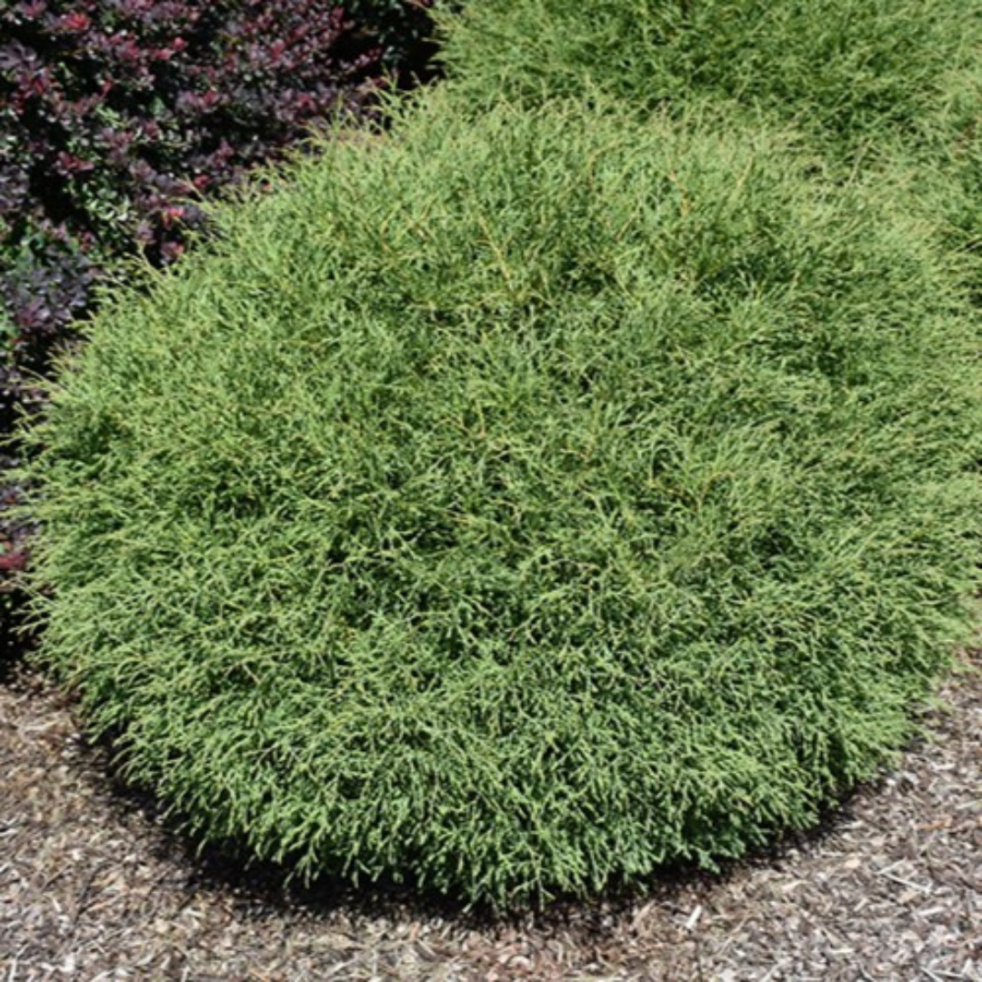 Mr. Bowling Ball Arborvitae