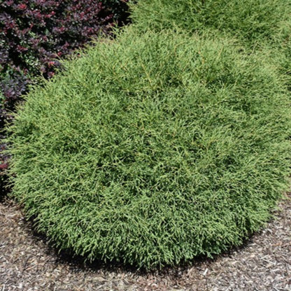 Mr. Bowling Ball Arborvitae