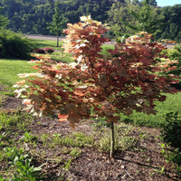 Eskimo Sunset Sycamore Maple