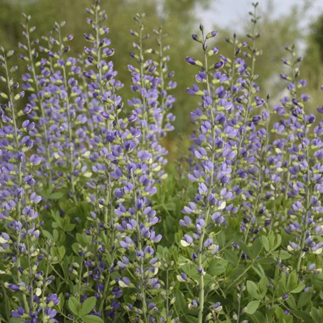 Baptisia Decadence® &