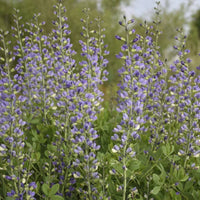 Baptisia Decadence® 'Blue Bubbly' False Indigo