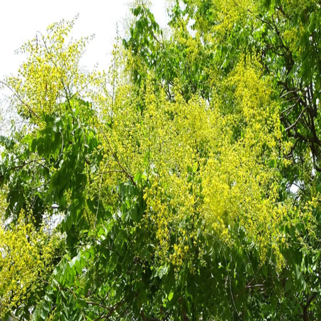 Golden Rain Tree