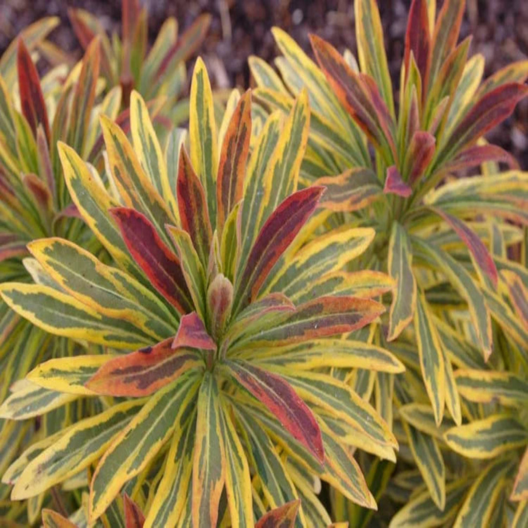 Euphorbia × martinii &