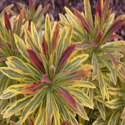 Euphorbia × martinii &