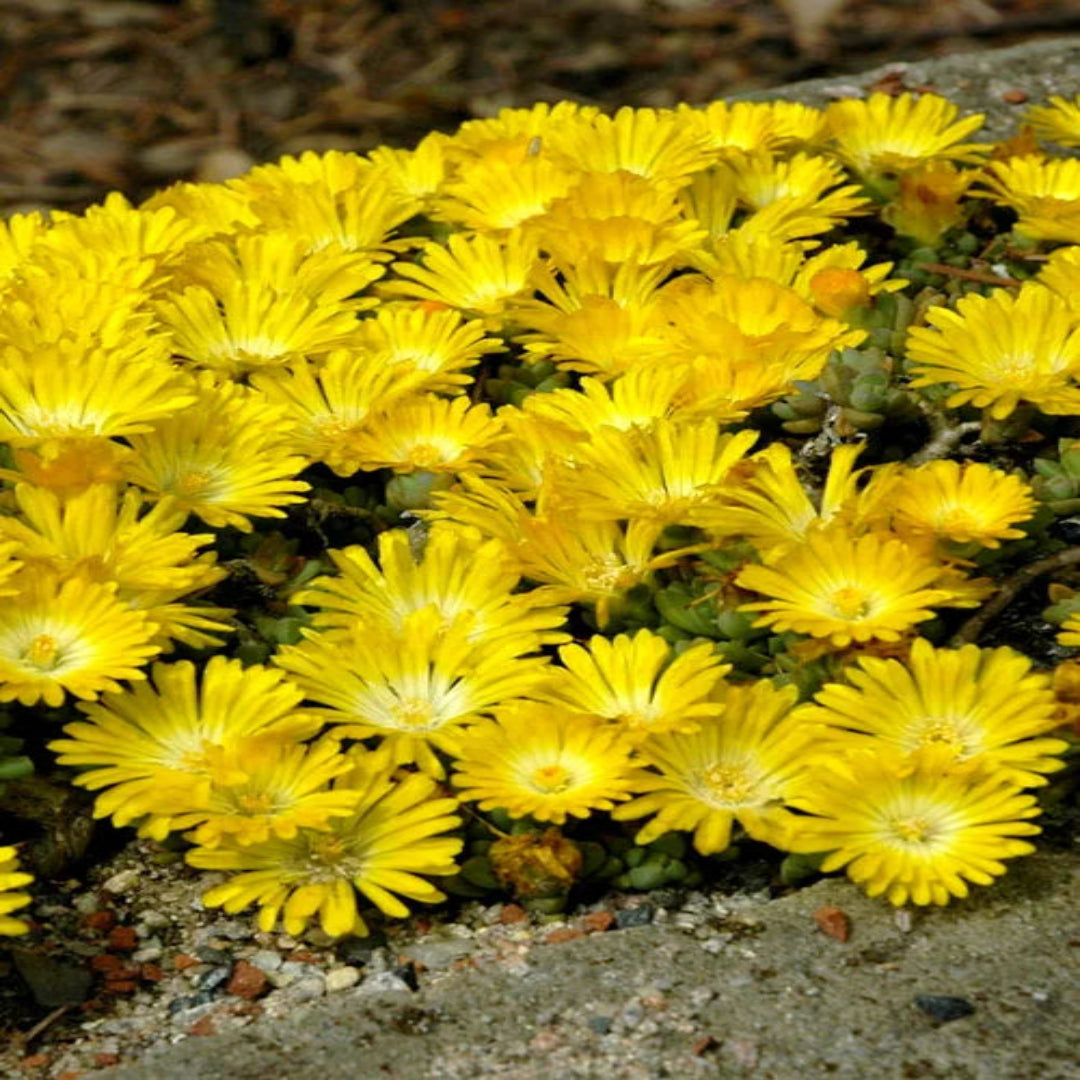 Delosperma Hotcakes® &