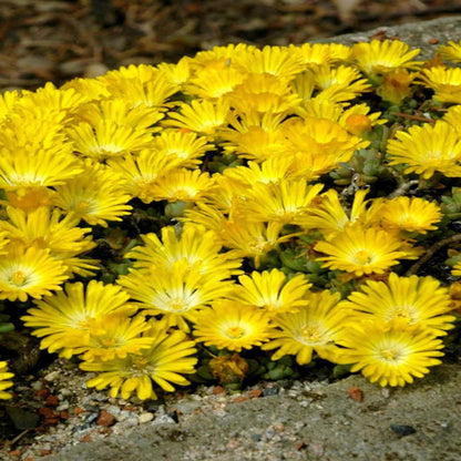 Delosperma Hotcakes® &