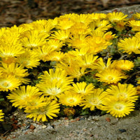 Delosperma Hotcakes® 'Banana Blast' (Ice Plant) - [EG]