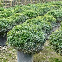Wheeler's Dwarf Japanese Pittosporum