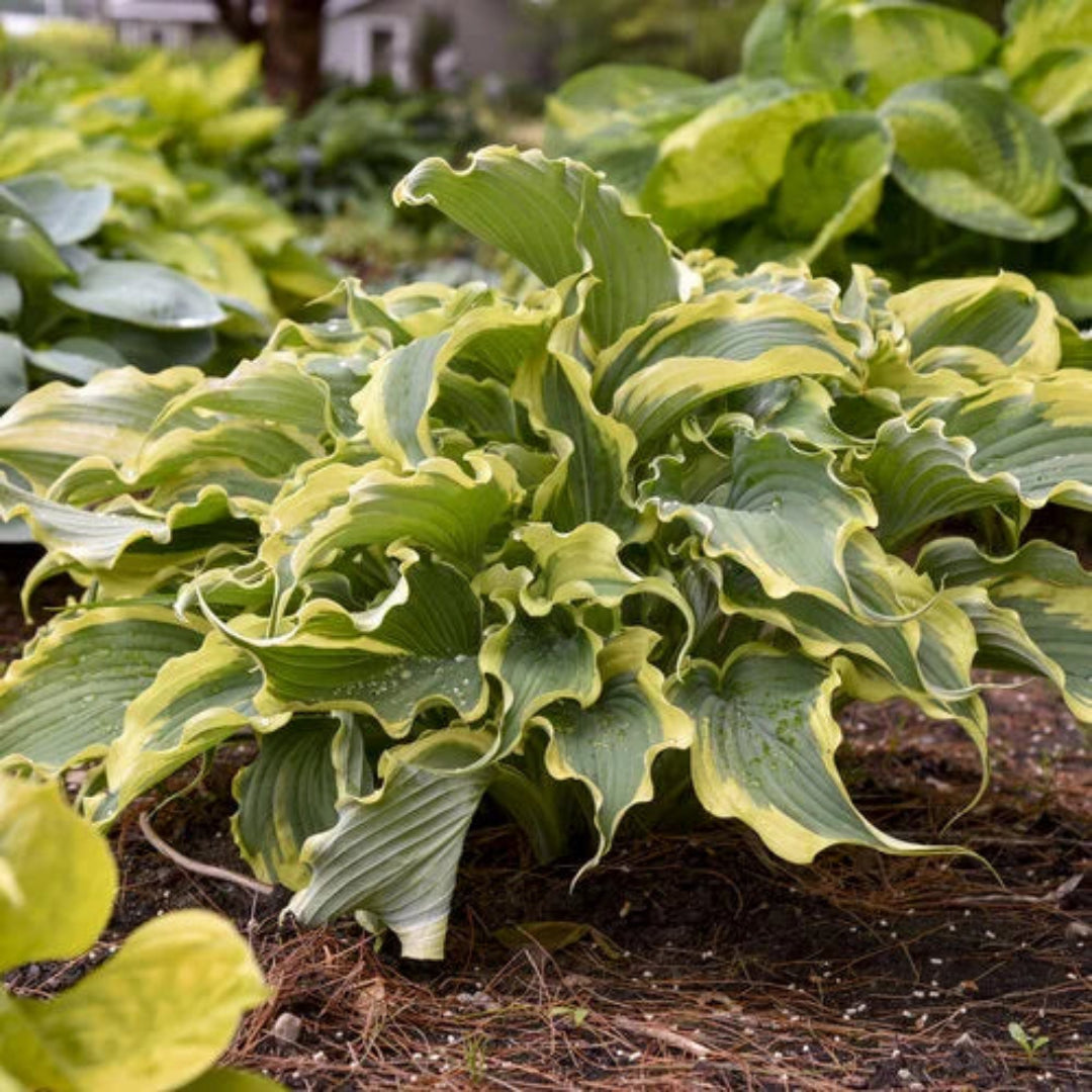 Hosta Shadowland® &