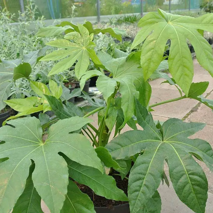 Fatsia Japonica Foliage Plant